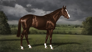 Shergar Shergar